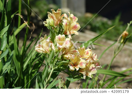 六出花(Yurizuinsen) 六出花(Yurizuinsen) 42095179