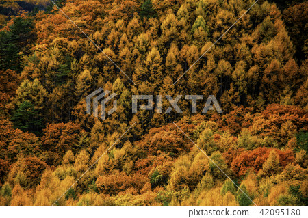 山秋葉落 山秋葉落 42095180