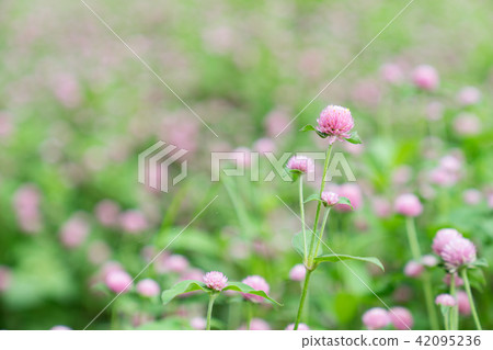Asia Taiwan Taoyuan Daxi Huahaihuatian portrait love love feelings beauty god flower plant nature sunshine air water smile playful temperament romantic beauty portrait portrait 42095236
