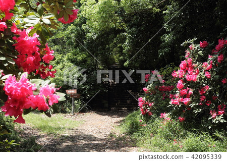 May May / Western rhododendron May May / Western rhododendron 42095339