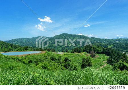 Yamakoshi Tanada和Tanaike的初夏是一年中最美麗的新鮮綠色季節 42095859