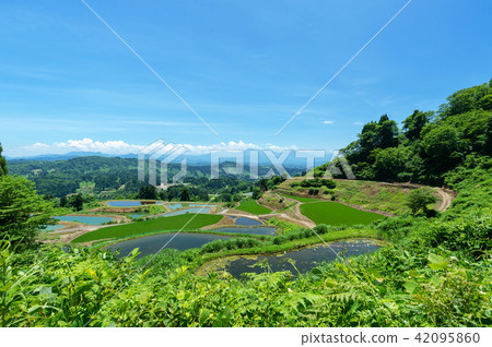 The early summer of Yamakoshi Tanada and Tanaike is the most beautiful fresh green season in a year The early summer of Yamakoshi Tanada and Tanaike is the most beautiful fresh green season in a year 42095860