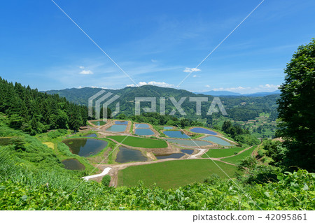 The early summer of Yamakoshi Tanada and Tanaike is the most beautiful fresh green season in a year The early summer of Yamakoshi Tanada and Tanaike is the most beautiful fresh green season in a year 42095861