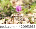 [Takaoka City, Toyama Prefecture] Cradle of Flowers 42095868