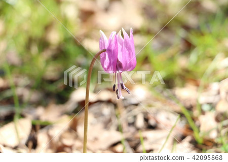[Takaoka City, Toyama Prefecture] Cradle of Flowers 42095868