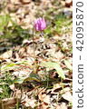 [Takaoka City, Toyama Prefecture] Cradle of Flowers 42095870