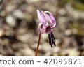 [Takaoka City, Toyama Prefecture] Cradle of Flowers 42095871