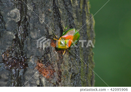 Kanabun Kanabun 42095906