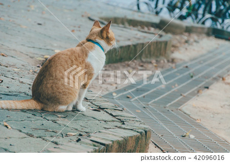 亞洲台灣中壢中原大學流浪貓校園學校大學生貓咪動物 42096016