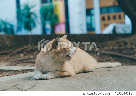 亞洲台灣中壢中原大學流浪貓校園學校大學生貓咪動物 42096018