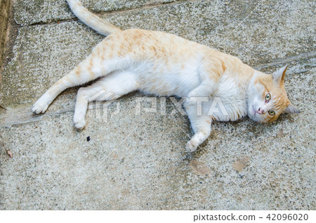 亞洲台灣中壢中原大學流浪貓校園學校大學生貓咪動物 42096020