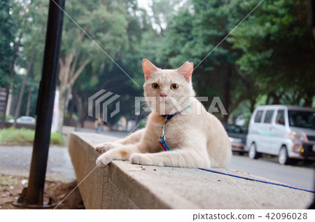 亞洲台灣中壢中原大學流浪貓校園學校大學生貓咪動物 亞洲台灣中壢中原大學流浪貓校園學校大學生貓咪動物 42096028