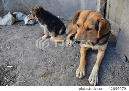 Parent and child of stray dogs of friend Dangkar village in Spirit Valley in Himalaya mountainous area in India 42096079