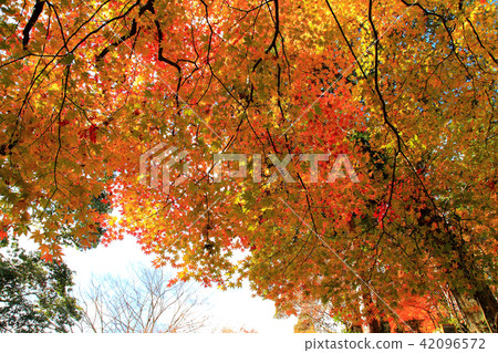 Temple for throwing tiles Jingoji Temple 42096572