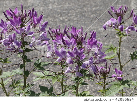 Crereme紅紫色 42096684