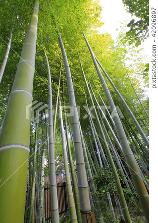 Sumida-ku, Tokyo 42096897