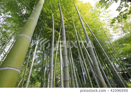 Mukojima Hyakuen Hagi tunnel 42096898