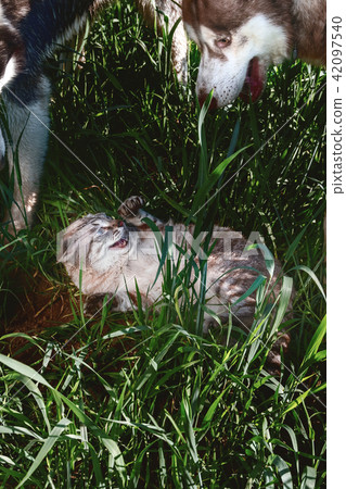 Dogs vs cats. Siberian husky attack cat. 42097540