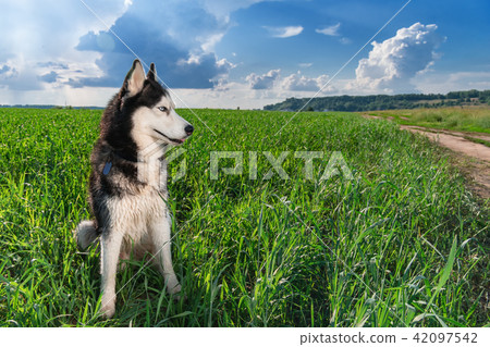 Portrait Husky dog looking to the side. Copy space 42097542