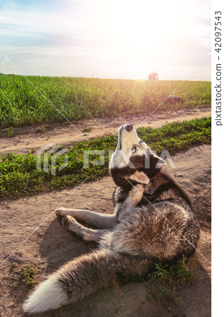 Siberian husky is scratching his ear on the walk. Siberian husky is scratching his ear on the walk. 42097543