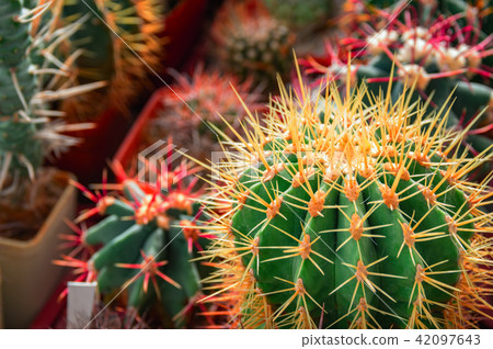 Exotic cacti in the greenhouse. Exotic cacti in the greenhouse. 42097643