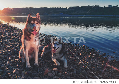 Two beautiful husky dogs on shore  evening river. 42097644