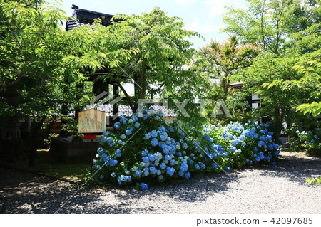 Tignany temple hydrangea 42097685