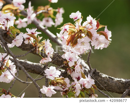 Flower bloom of Chishimazakura (bow) 42098677