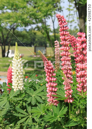 Lupine flowers 42098750