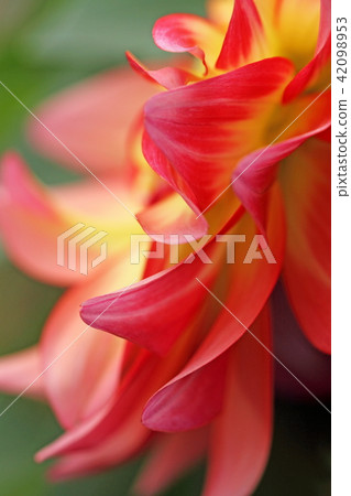Dahlia Dahlia 42098953