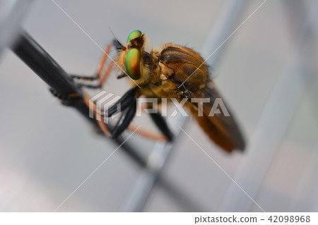 Insect image material, Aomedab clinging to the fence, Blue-green compound eye Insect image material, Aomedab clinging to the fence, Blue-green compound eye 42098968