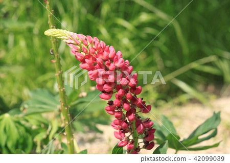 Lupine flowers 42099089