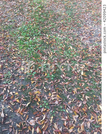 Fallen leaves Fallen leaves 42099423