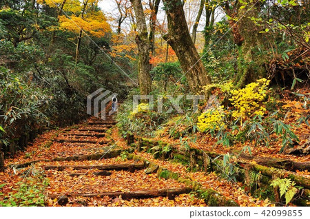 Hakone hiking course Sonoko ~ Autumn leaves of Owakuidani Hakone hiking course Sonoko ~ Autumn leaves of Owakuidani 42099855