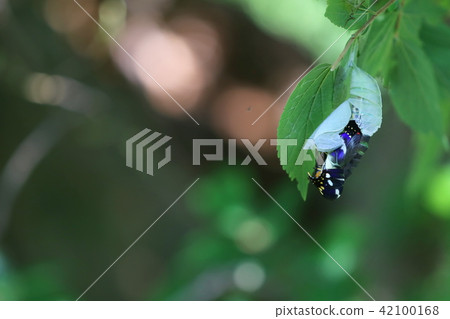 國家蝴蝶Omurasaki 42100168