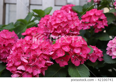 Bright hydrangeas of pink color 42100741