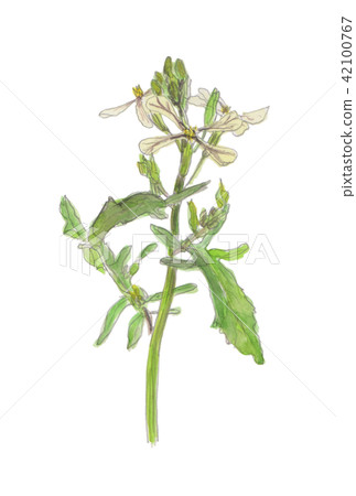 Rucola Eruca vesicaria 42100767