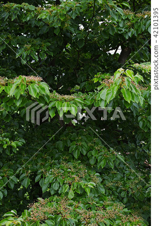 水木在七月中旬 42101395