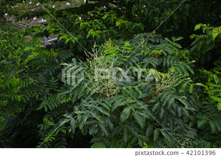 Nurde在7月中旬 Nurde在7月中旬 42101396