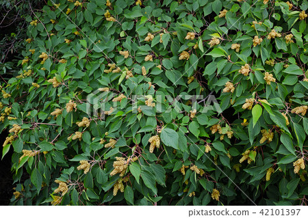 Akamegashiwa在7月中旬 42101397