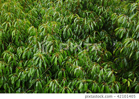 大樹的分支 42101405