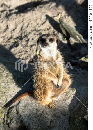 Beautiful wild meerkat Beautiful wild meerkat 42101592