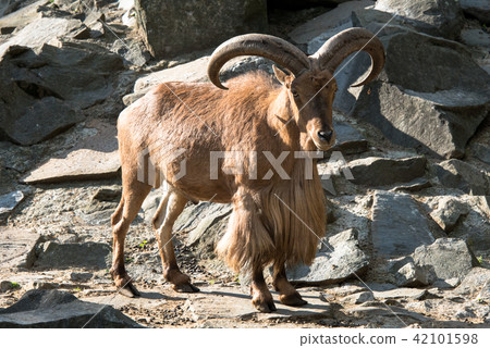 Barbary sheep Barbary sheep 42101598
