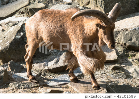 Barbary sheep 42101599