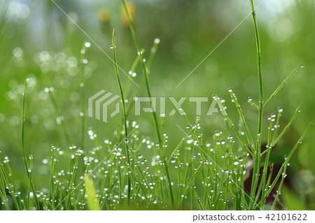 植物和水滴 植物和水滴 42101622