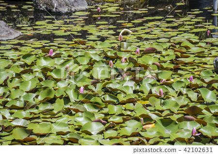 睡蓮蓮花在佛教寺院(鎌倉市秀田)的花園裡 睡蓮蓮花在佛教寺院(鎌倉市秀田)的花園裡 42102631