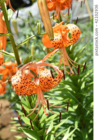 Onimuri (Demon) 42102936