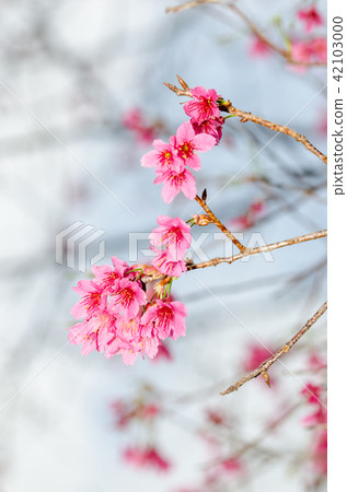 Asia, Taiwan, Taoyuan, Jiaobanshan, cherry blossom, blue sky, white clouds, white material, plant conservation, conservation Asia, Taiwan, Taoyuan, Jiaobanshan, cherry blossom, blue sky, white clouds, white material, plant conservation, conservation 42103000