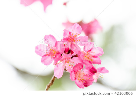 亞洲台灣桃園角板山櫻花花卉藍天白雲留白素材植物保育養護 42103006