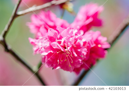 亞洲台灣桃園角板山櫻花花卉藍天白雲留白素材植物保育養護 亞洲台灣桃園角板山櫻花花卉藍天白雲留白素材植物保育養護 42103013